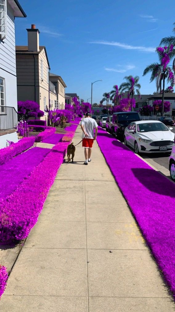 The boys and their dogs in purple grass. 