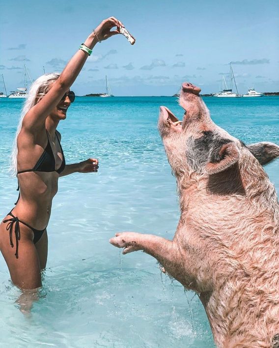 I must say, these pigs have the life. Eating all day while swimming in the Caribbean ocean 👌🏻 