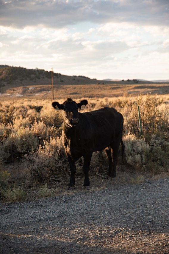 Always stop to say hi to locals.