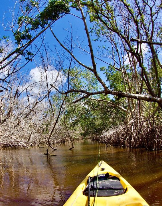 Negotiating a narrow creek through the mangroves.