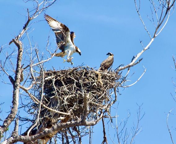 Osprey nest.