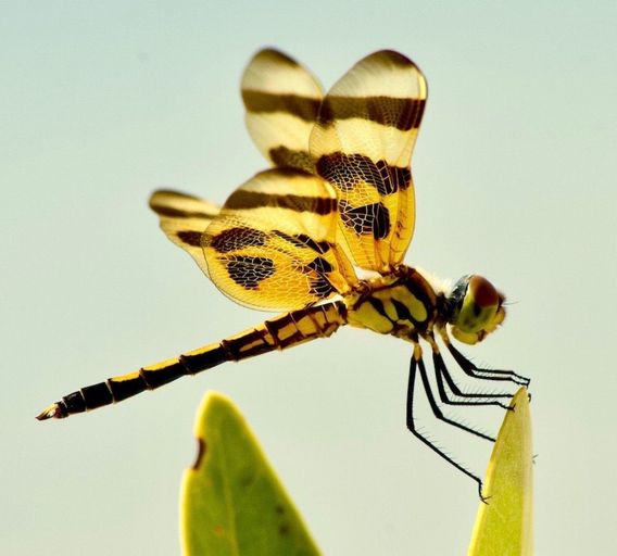 A dragonfly rests on a mangrove leaf.