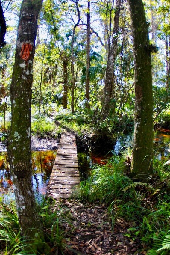 The crossing at Mills Creek. Note the orange FT blaze on the tree in the left foreground.