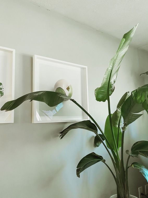 WHITE BIRD OF PARADISE : One of the first plants I purchased and thankfully it’s still going strong! Love the large glossy leaves. 💚