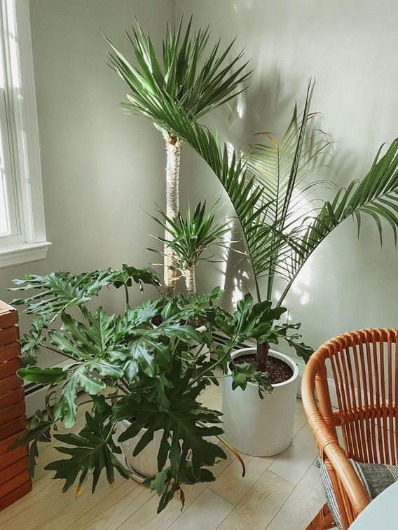 This is my plant corner in my kitchen. The one part of my house that gets the most light! In the summer, these babies are outside. ☺️