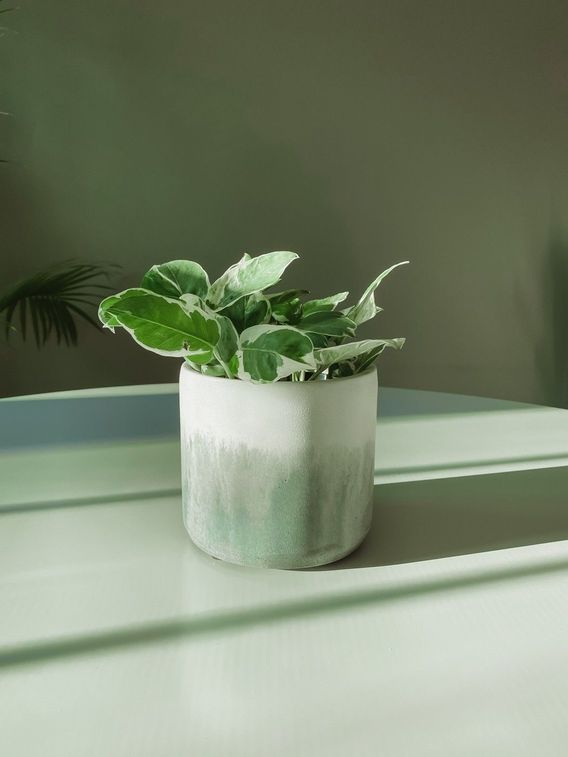 PEARL & JADE POTHOS: The perfect plant for beginners! Love this little guy.