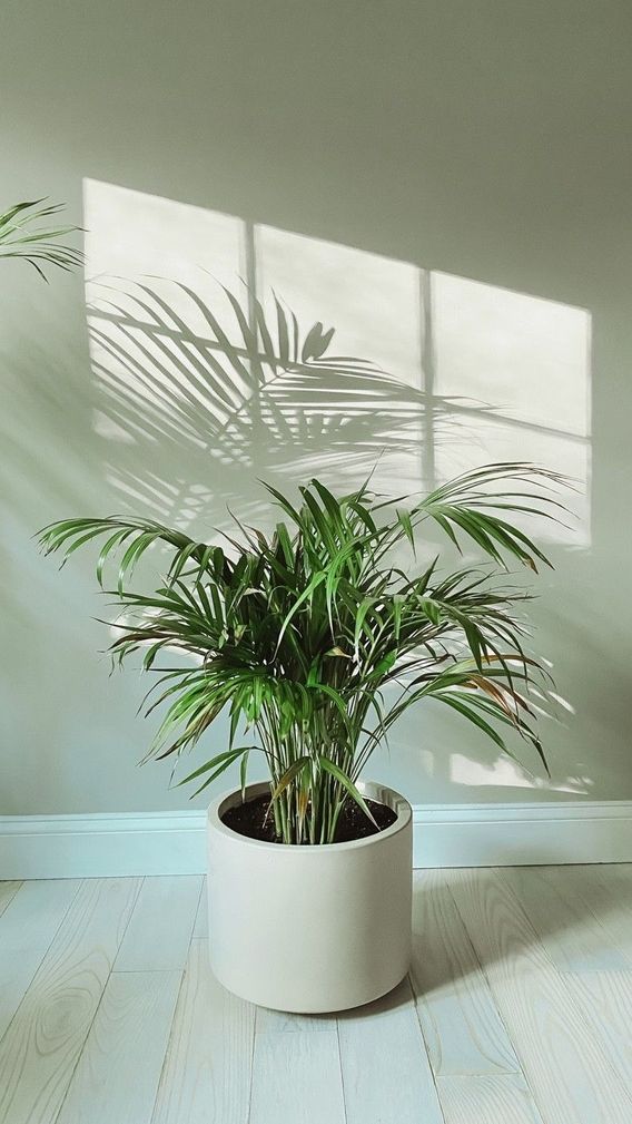 CAT PALM : Look at this beauty. Always a sucker for plants & shadows. 😍