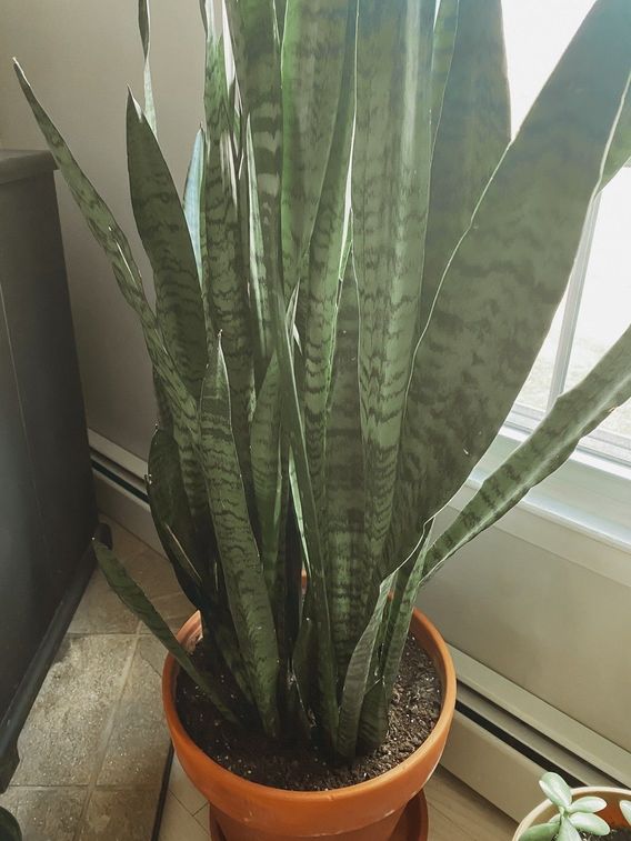 Another snake plant. Again, super easy to care for!