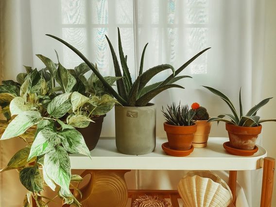 Plant stand in our bedroom adds to our boho decor ✌🏻