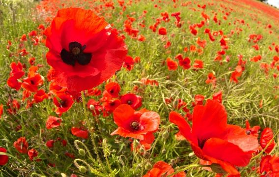 We passed many fields. The poppy fields were the best!