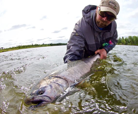 A nice king salmon, ready for release.