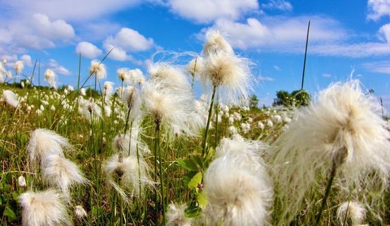 This is called Alaska cotton. There are loads of berries in this area, too.