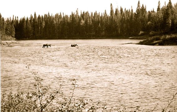 Moose crossing, St. John River.