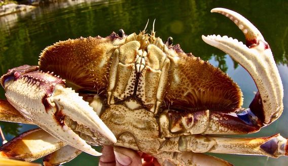 You might catch a mess of Dungeness crabs!