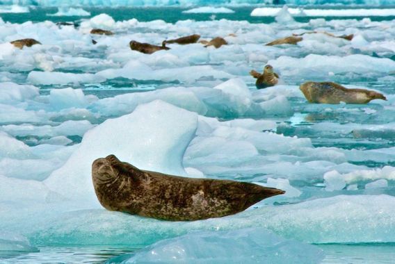 Harbor seals are common.