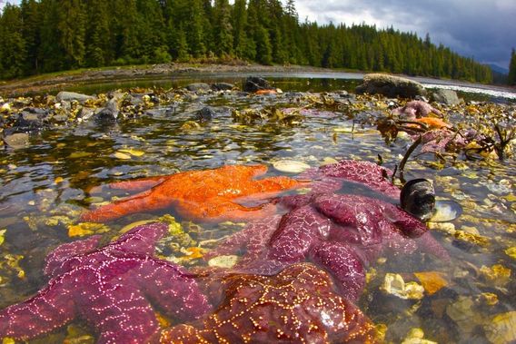 Tide pools are full of life.