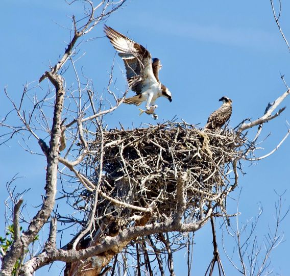 An osprey brings a fish to its nest.