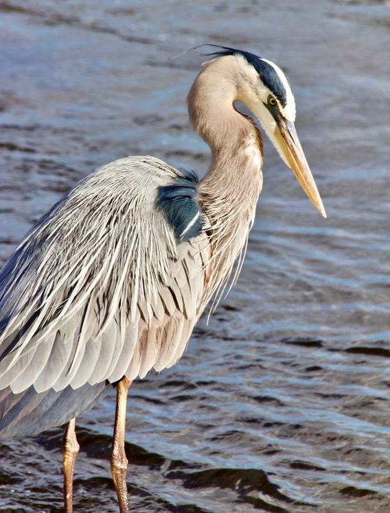 A great blue heron looks for breakfast.