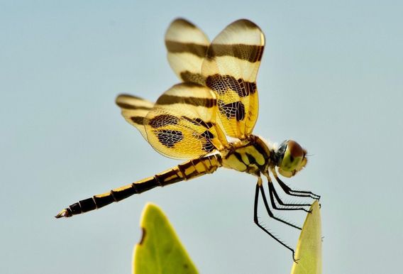 Beautiful dragonflies help keep the mosquitoes down.