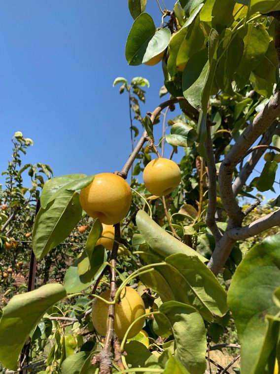 Asian pears 🤤