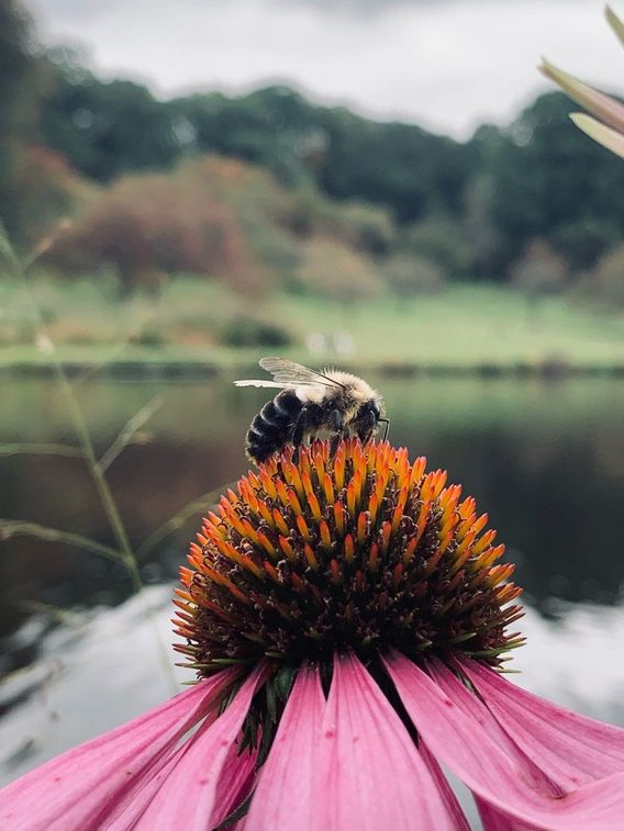 Bumblebee on a—crap, can’t remember what that flower is.