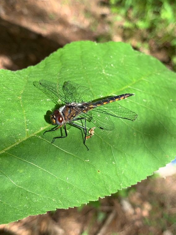 Dragonfly. Didn’t seem to be doing too well; I put him under a bush.