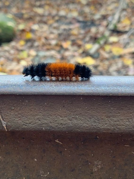 Woollybear on a railroad track. (Hasn’t been a train there in forty years, or I would have moved him.)