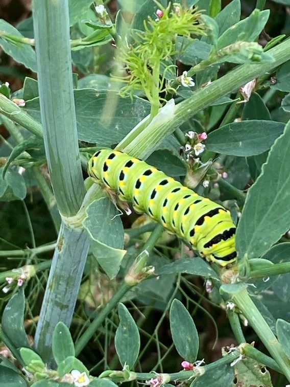 Black Swallowtail caterpillar 🐛 