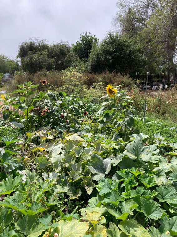 Sunflowers among squash