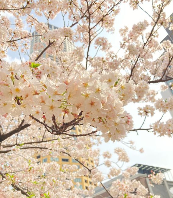 Cherryblossom at Meguro-river(目黒川の桜🌸）