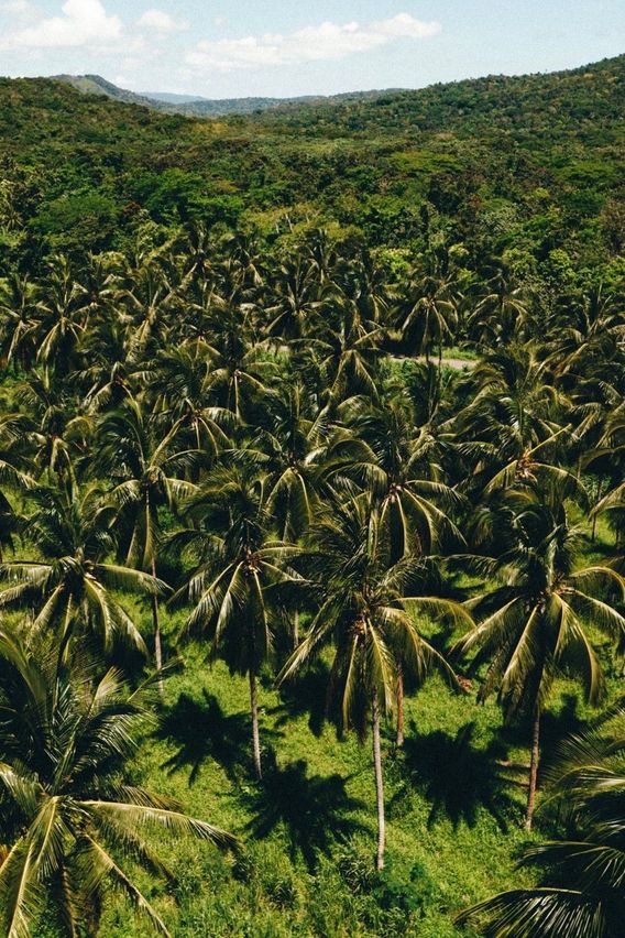 Palm Tree Forrest 