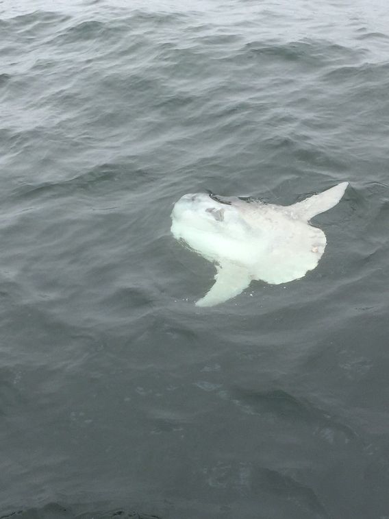 Mola mola or Sunfish