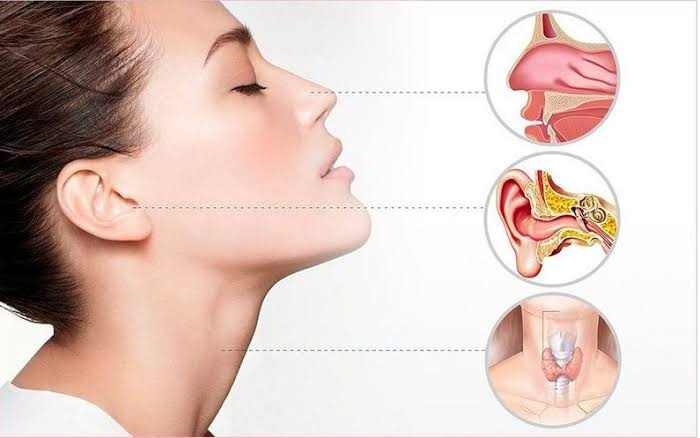Ear, Nose, and Throat (ENT)