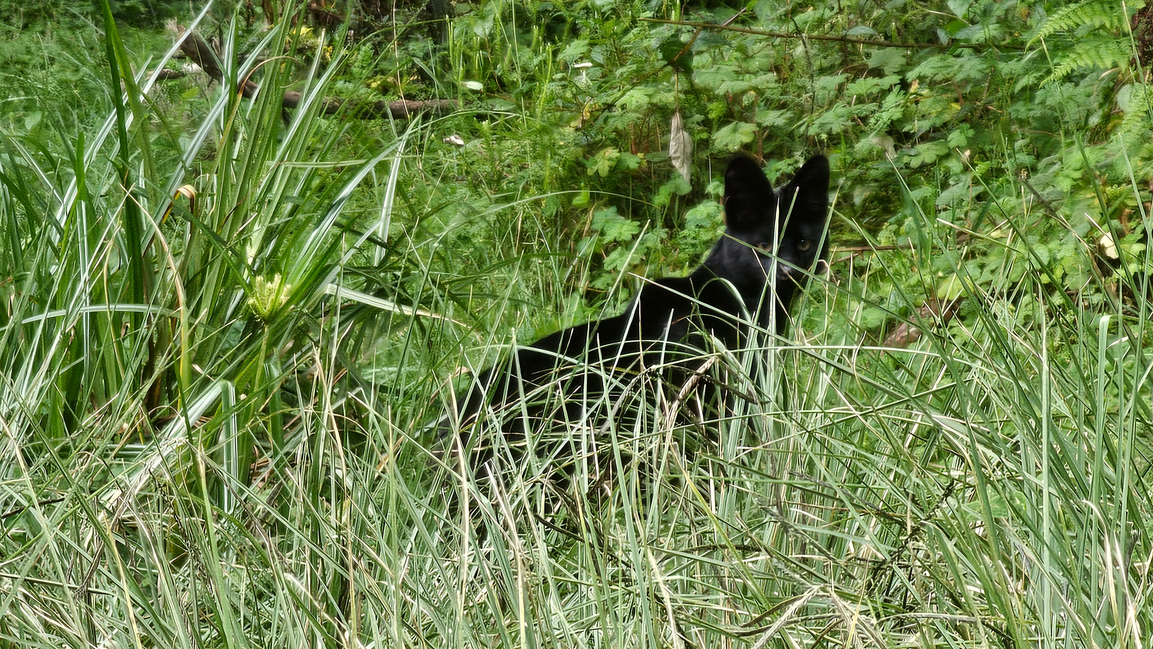 African wildcat at the forest edge