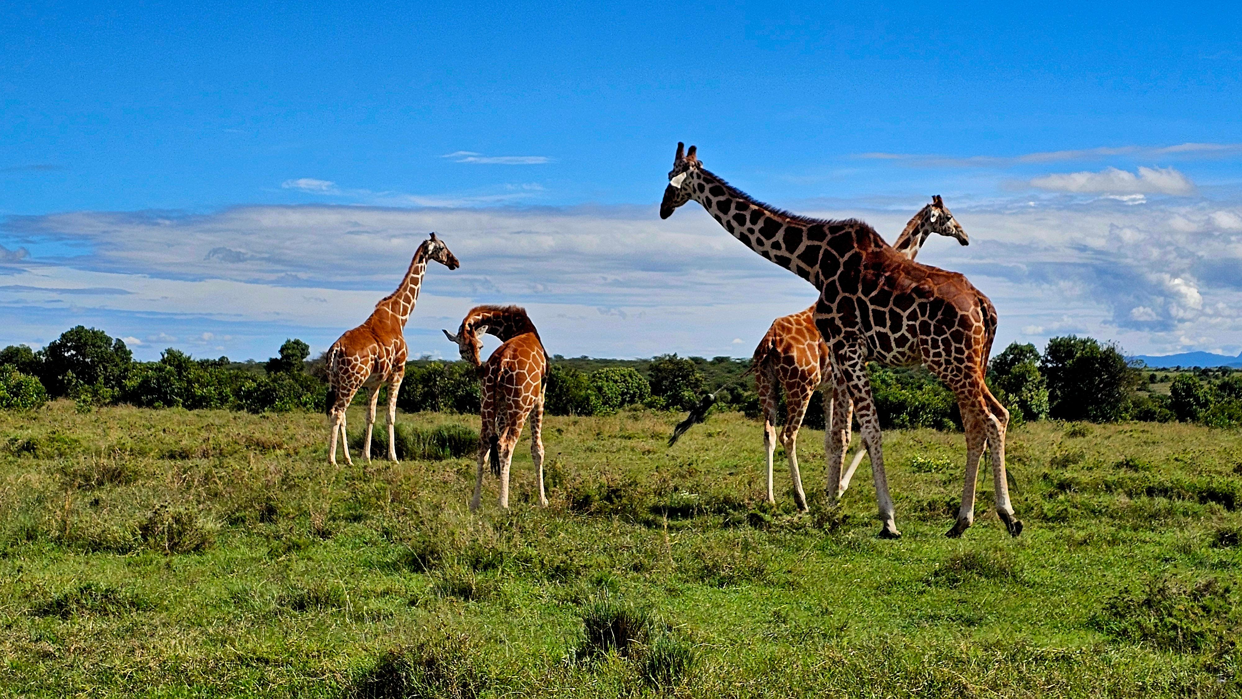 Photo of the week — Reticulate Giraffes