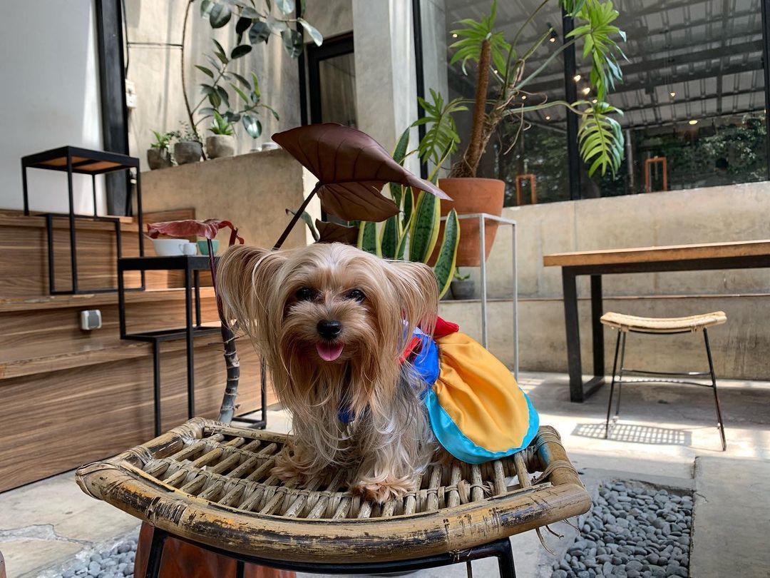 Yuk Ngopi Bareng Anabul di 10 Cafe Pet-Friendly di Bandung Ini! - Nibble