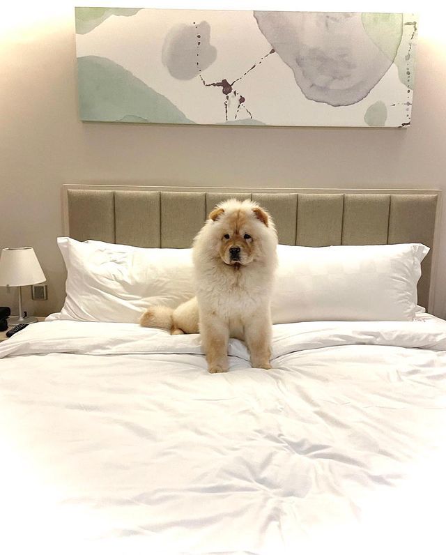 Staycation Bareng Anabul di 7 Hotel Pet Friendly Jakarta Nibble