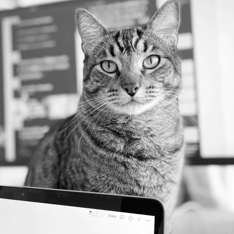 cat in front of monitor screen in a black & white photo