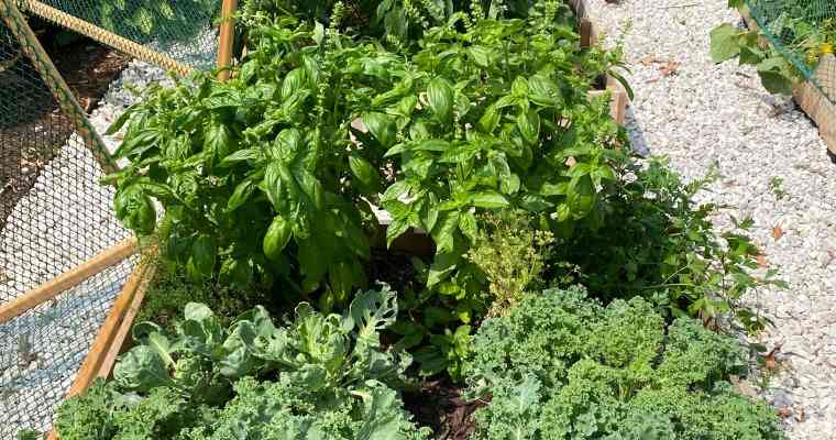 Easy Backyard Gardening for Beginners