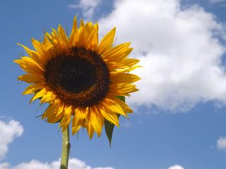 Ілюстративне фото / www.pexels.com