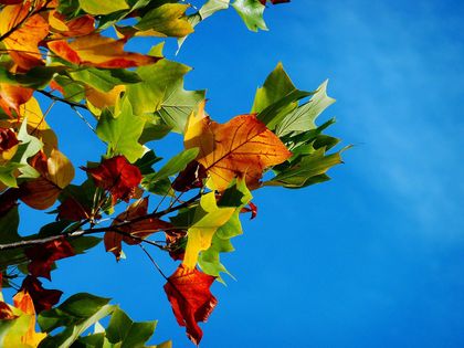Ілюстративне фото / www.pexels.com