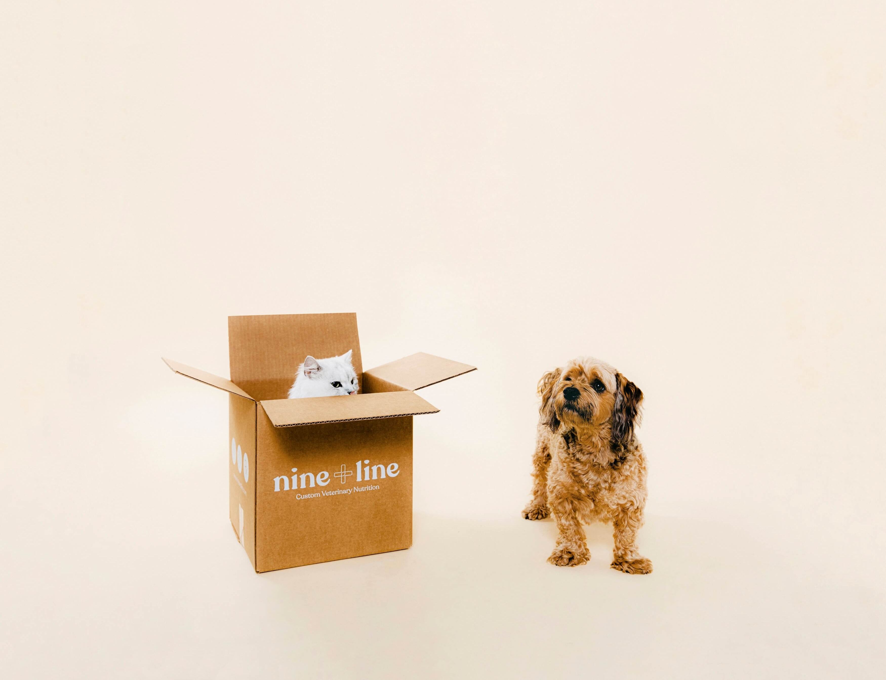 Cat in Nine & Line shipping box next to dog
