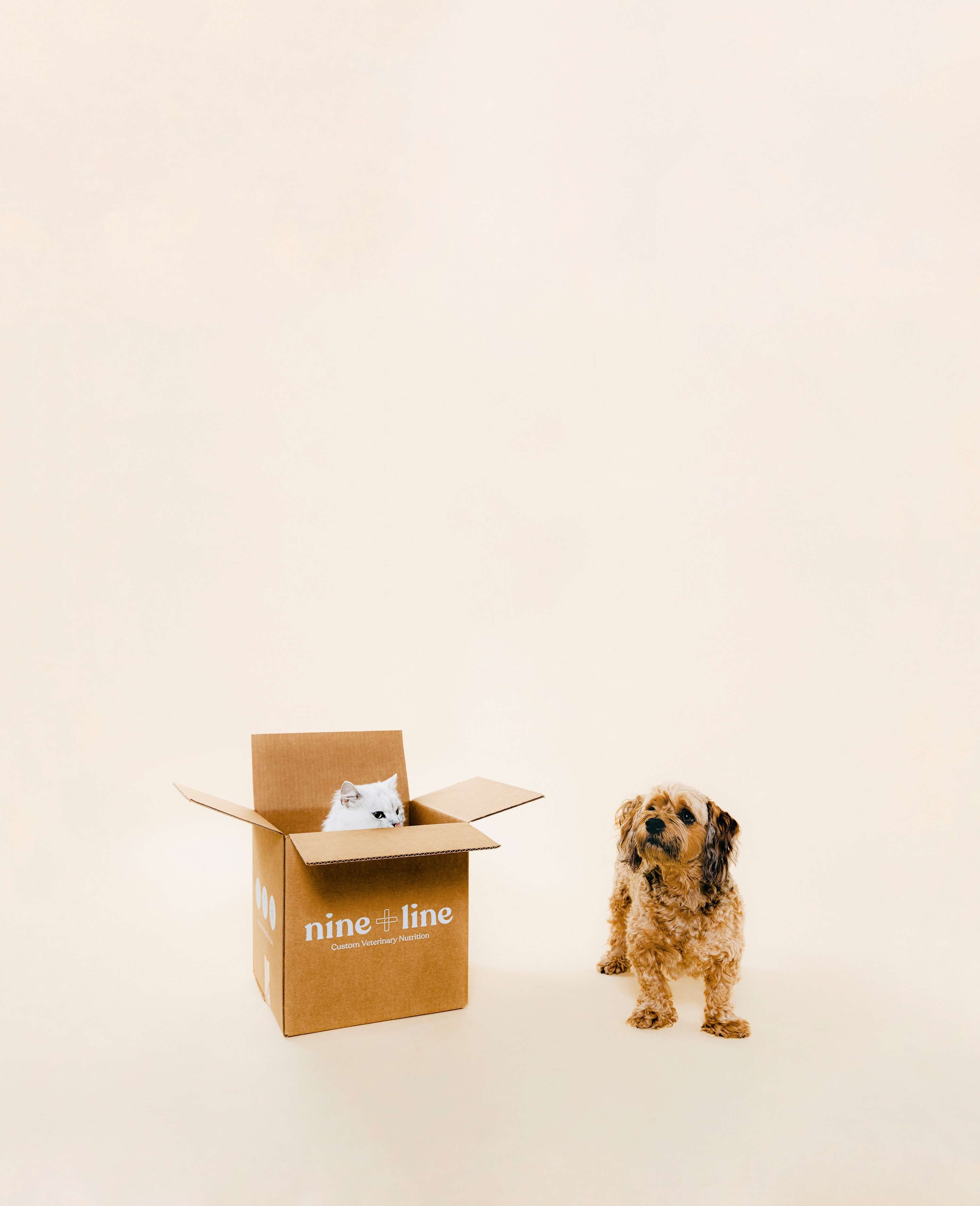 Cat in Nine & Line shipping box next to dog