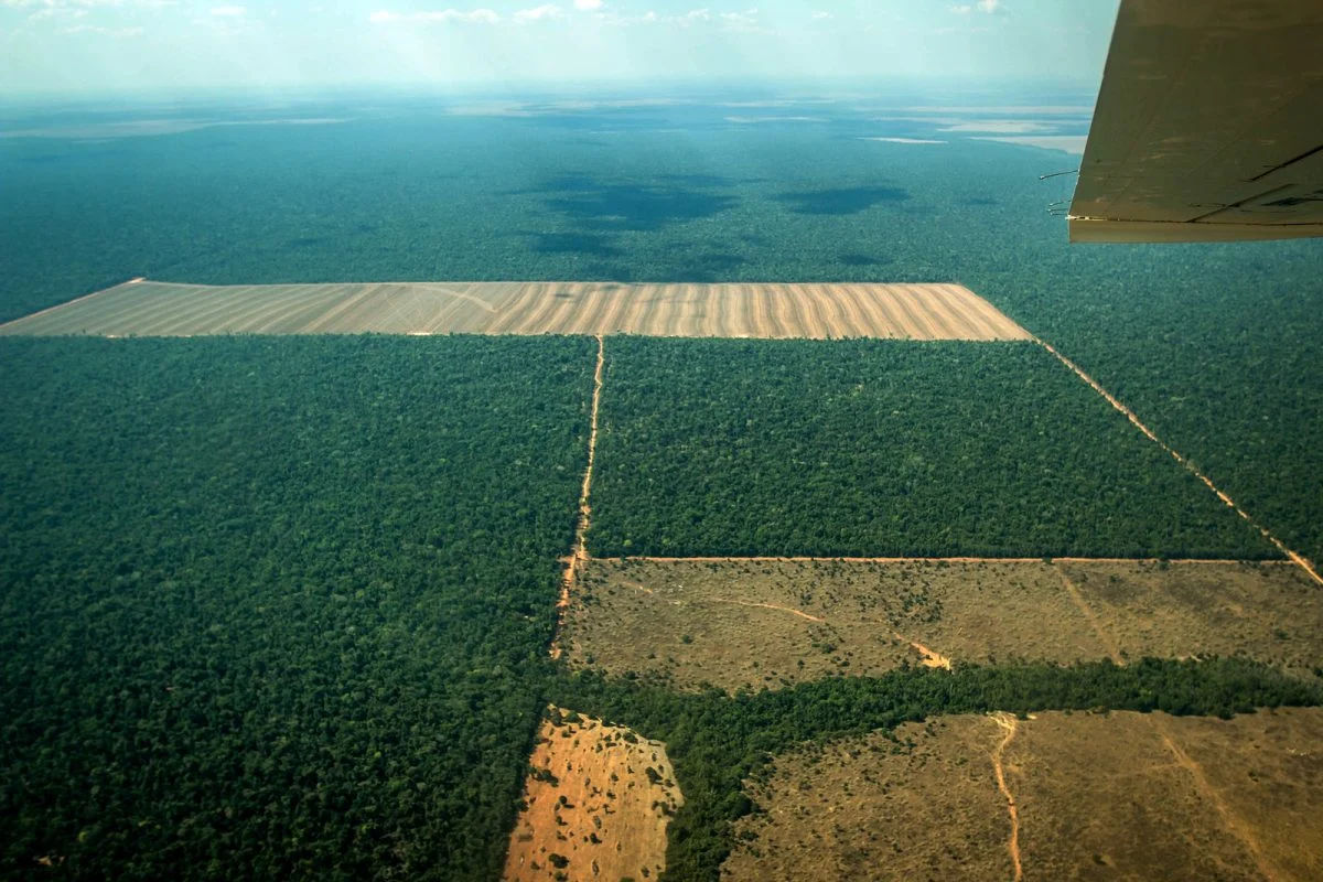 Desmatamento na Amazônia cresce e alerta sobre fiscalização