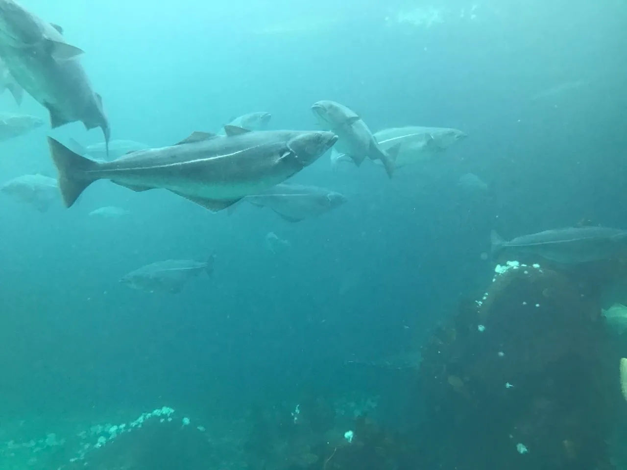 Bacalhau chega a 1,5 m e 90 kg: curiosidades da Páscoa