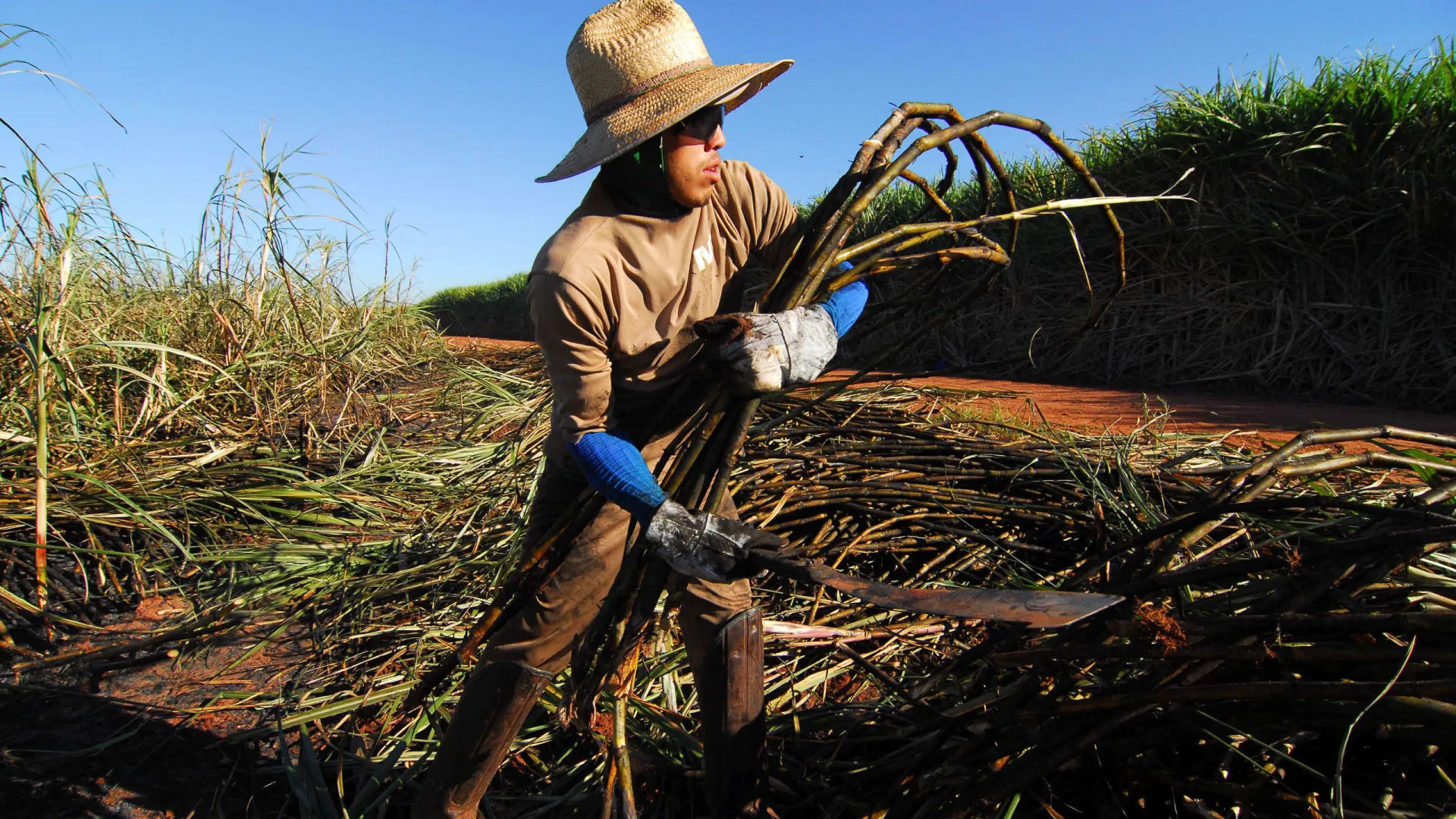 Conab projeta segunda maior safra de cana no Brasil