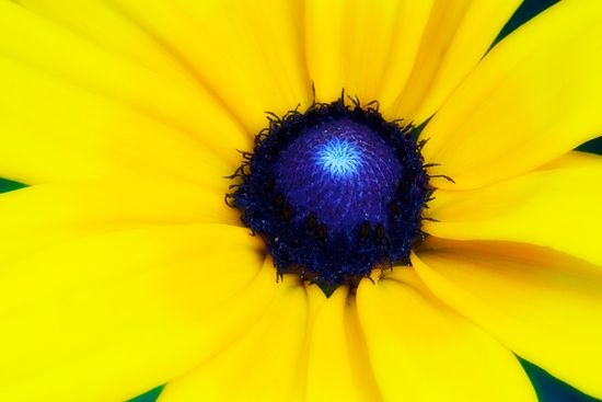 Figure 14 - Black Eyed Susan restored shadows