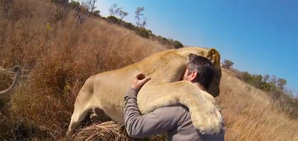 Lion
