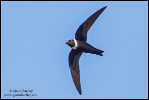 White-collared Swift (Streptoprocne zonaris)