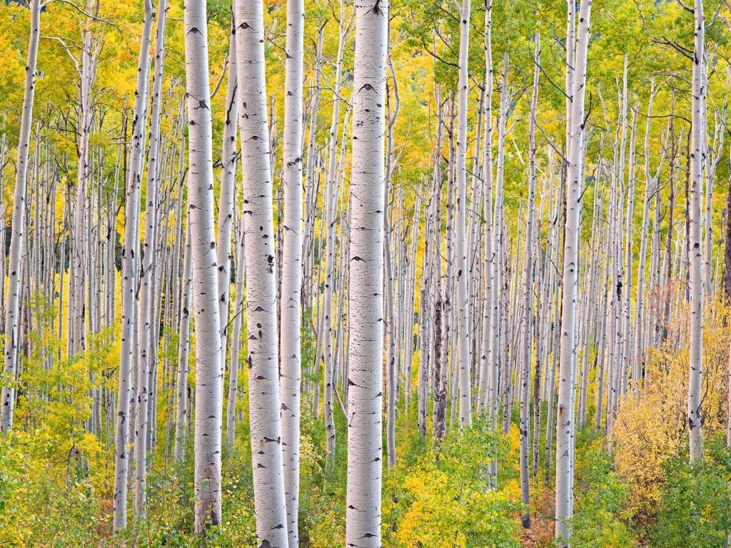 Steven Friedman - Radiant Dancing Forest